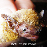 Pipistrellus tenuis